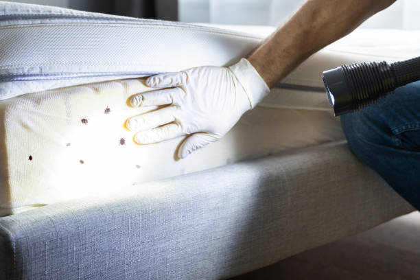 Flea Control Services in Gnadenhutten, OH