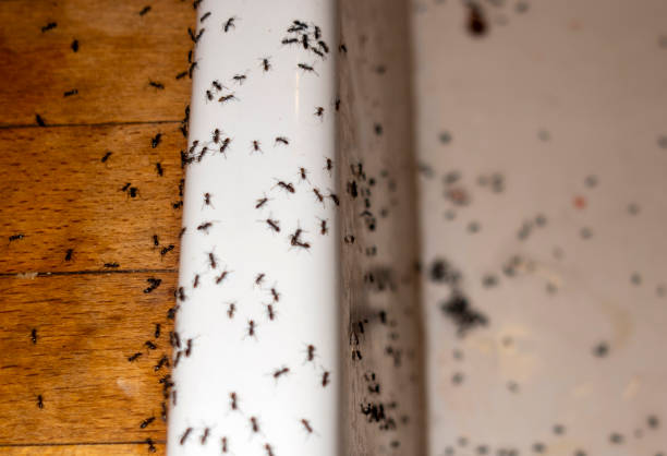 Best Pest Control Near Me in Gnadenhutten, OH