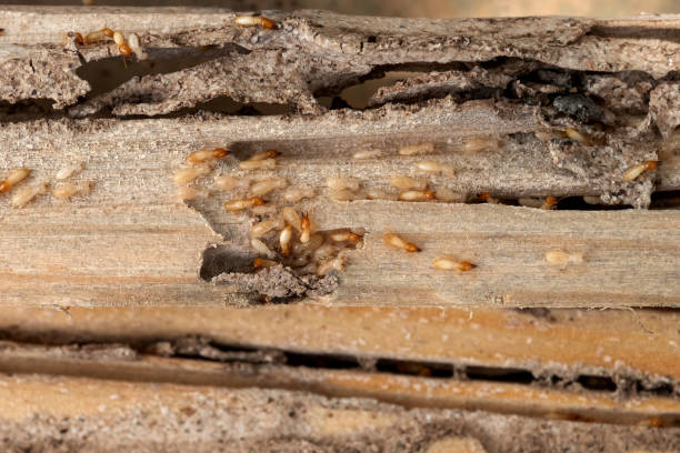 Reliable Gnadenhutten, OH Pest Control Solutions